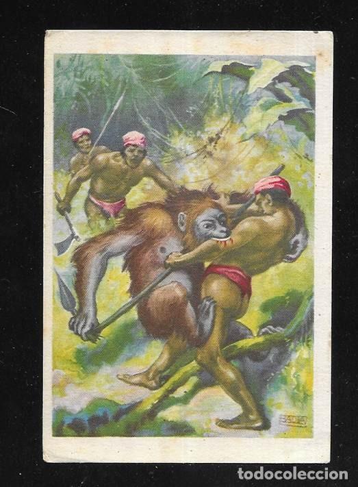 Coleccionismo cromos antiguos: Cromo. A Traves del Africa Salvaje. N&ordm; XXV Chocolates Bubi. 1920