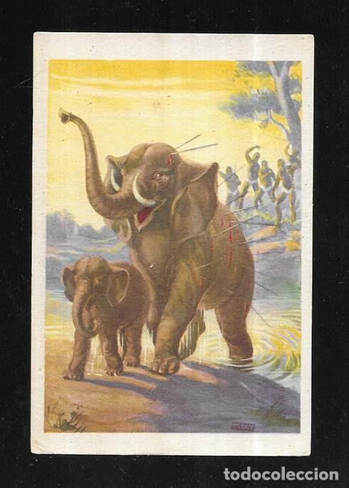 Coleccionismo cromos antiguos: Cromo. A Traves del Africa Salvaje. N&ordm; XXVII Chocolates Bubi. 1920