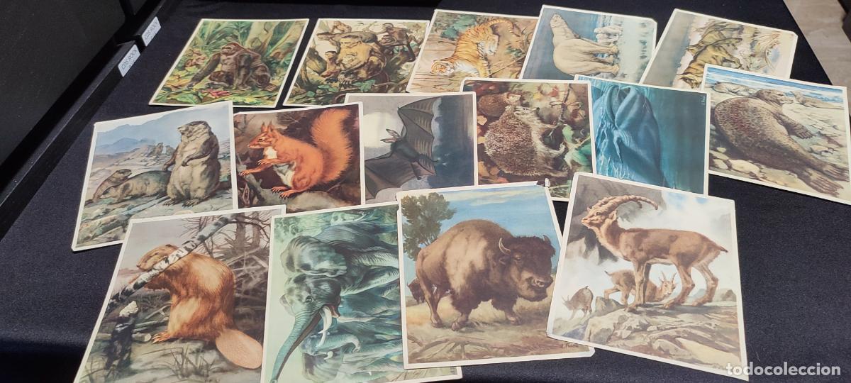 Coleccionismo cromos antiguos: cromos artis 1&ordf; serie 1950 del 1 al 15 animales salvajes / Bruselas