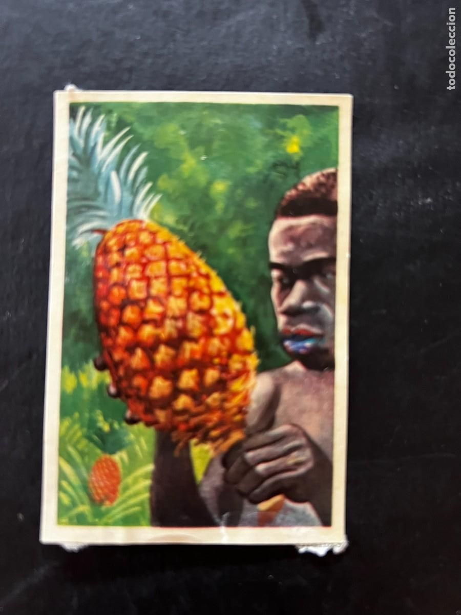 Collectable Antique Stickers: Cromo album COSMORAMA DE AFRICA de Chocolates Torras a&ntilde;o 1960 n&ordm; 73