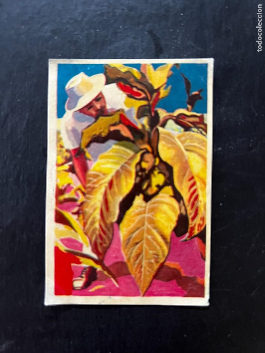 Collectable Antique Stickers: Cromo album COSMORAMA DE AFRICA de Chocolates Torras a&ntilde;o 1960 n&ordm; 76