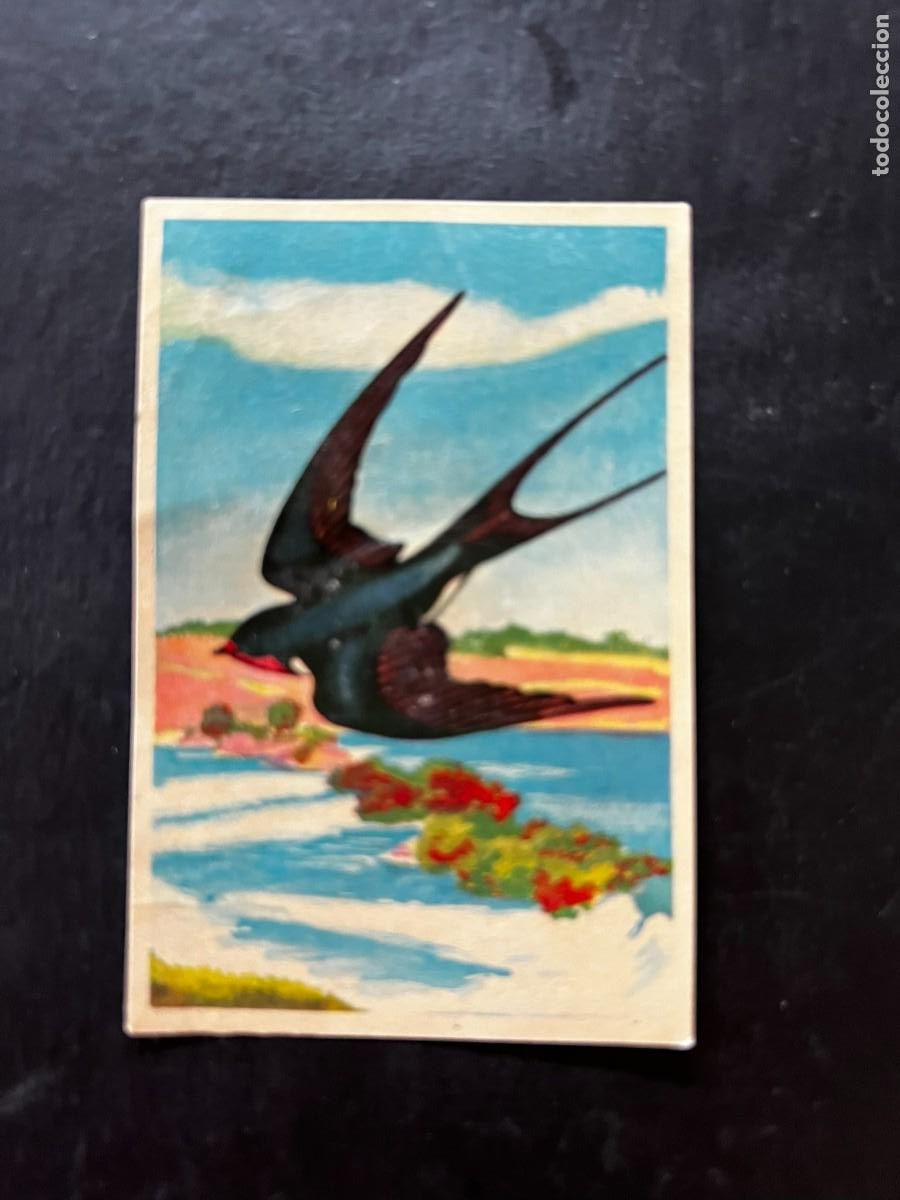 Colecionismo Cromos antigos: Cromo album COSMORAMA DE AFRICA de Chocolates Torras a&ntilde;o 1960 n&ordm; 155