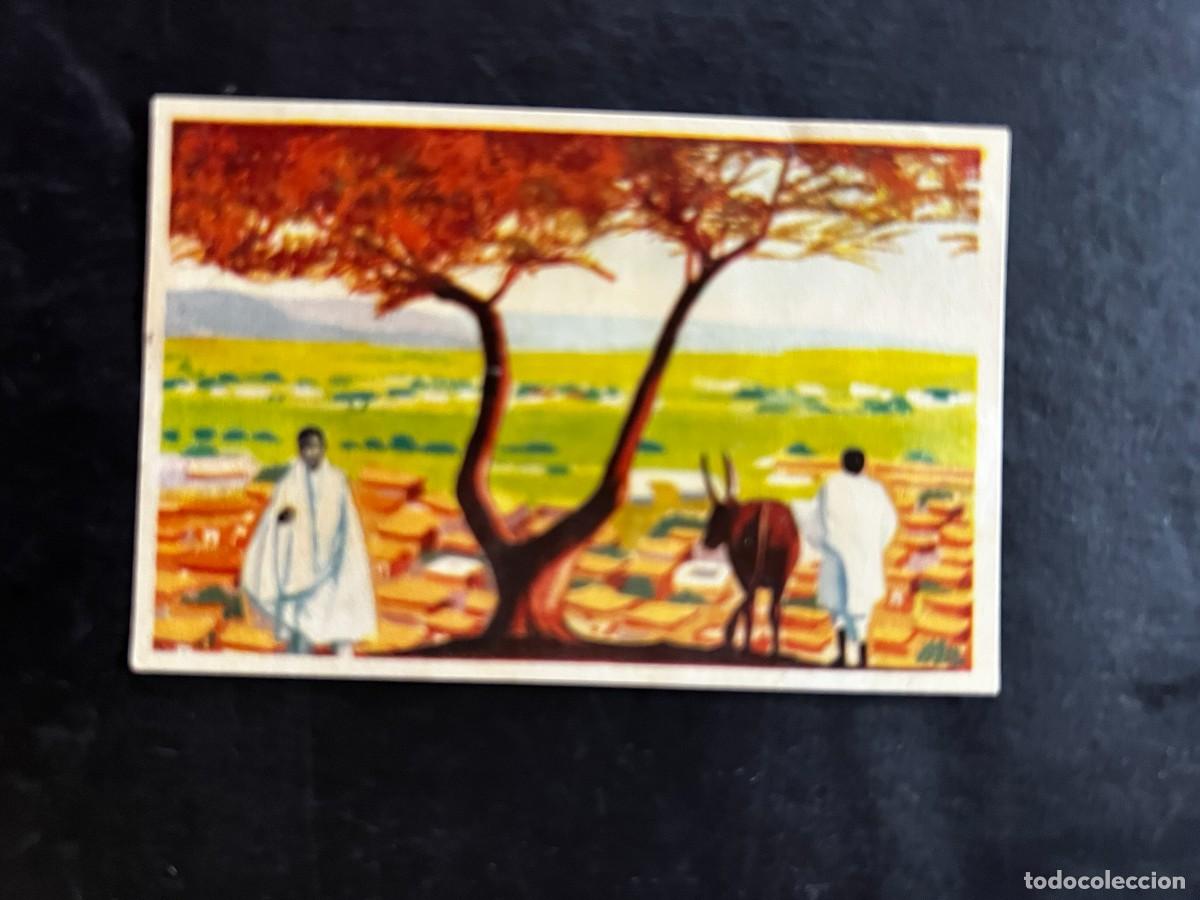 Coleccionismo cromos antiguos: Cromo album COSMORAMA DE AFRICA de Chocolates Torras a&ntilde;o 1960 n&ordm; 168