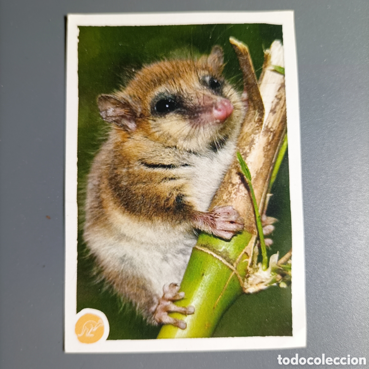 Coleccionismo cromos antiguos: STICKER PANINI 2009. ANIMALES №108