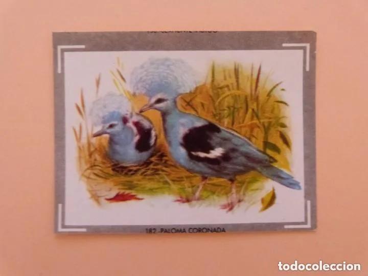 Coleccionismo cromos antiguos: Cromo n.182 vida y color (1) 1965 - sin pegar