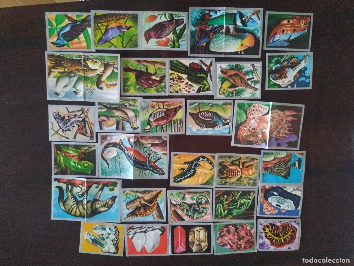 Coleccionismo cromos antiguos: LOTE 30 cromos ANIMALES Y MINERALES. Ed. Maga. 1970