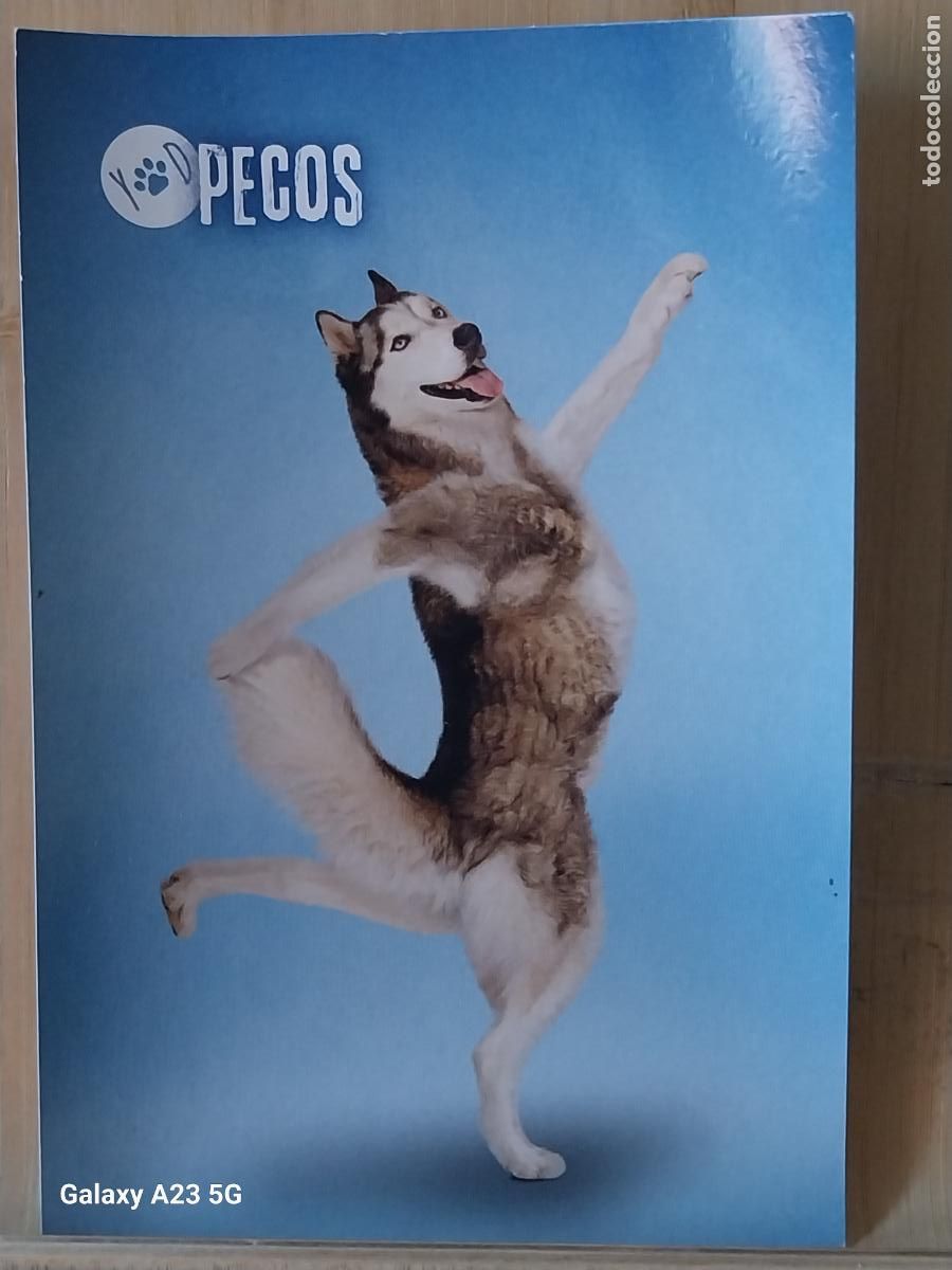 Coleccionismo cromos antiguos: HUSKY PECOS YOGA DOSGS PANINI 31 CROMO TAMA&Ntilde;O POSTAL 2022
