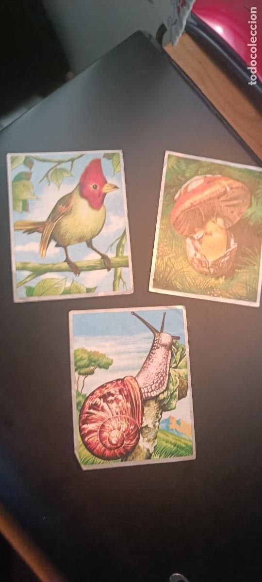 Coleccionismo cromos antiguos: 3 CROMOS ZOOLOGIA Y BOTANICA NUMEROS 21 - 119 - 252