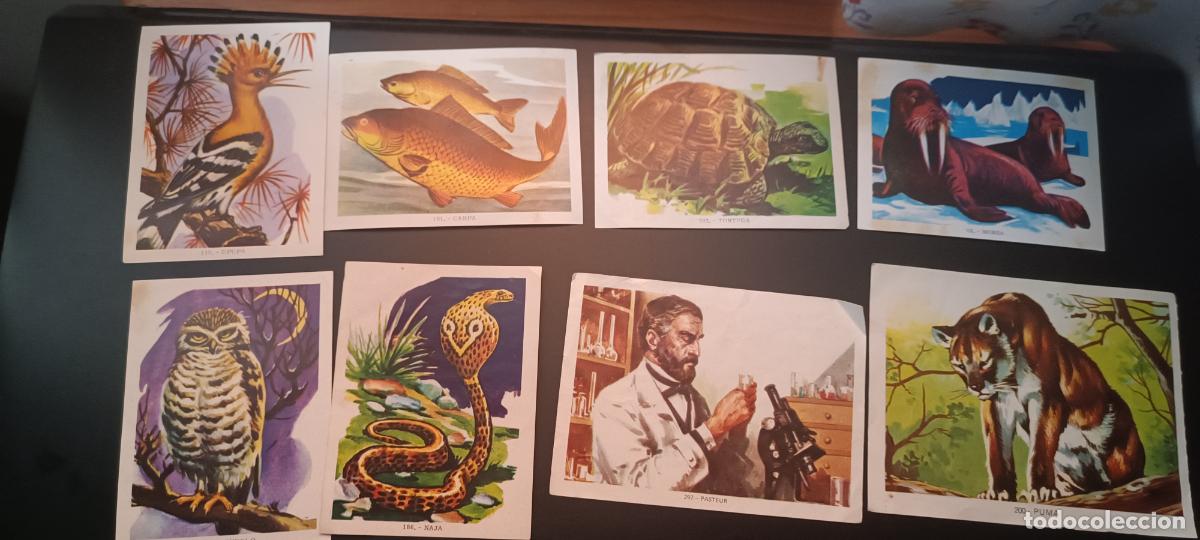 Coleccionismo cromos antiguos: HISTORIA DEL MUNDO. FHER 1968. CROMO N&ordm; 297 LUIS PASTEUR y otros 7 de animales