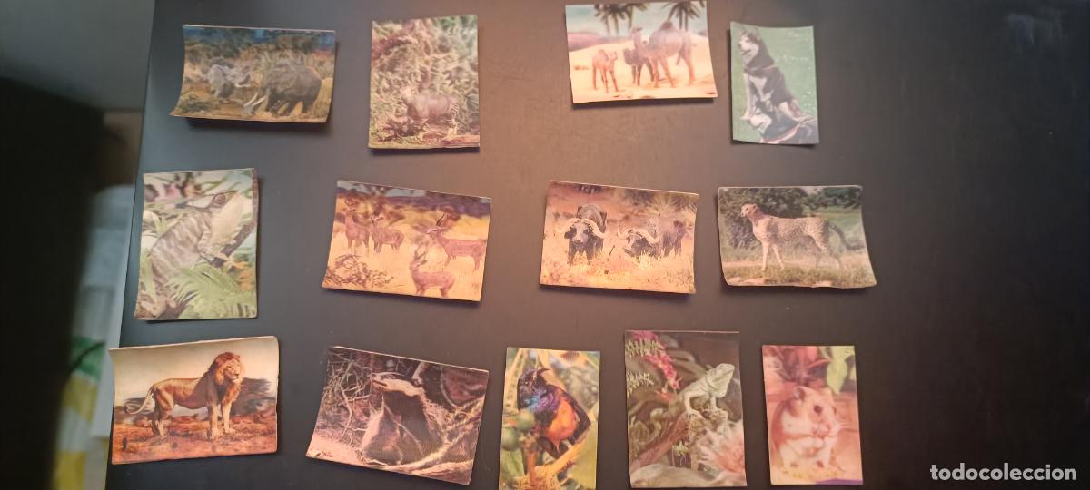 Coleccionismo cromos antiguos: 13 cromos animales en 3 D - PANRICO - Sin pegar HOLOGRAFICOS