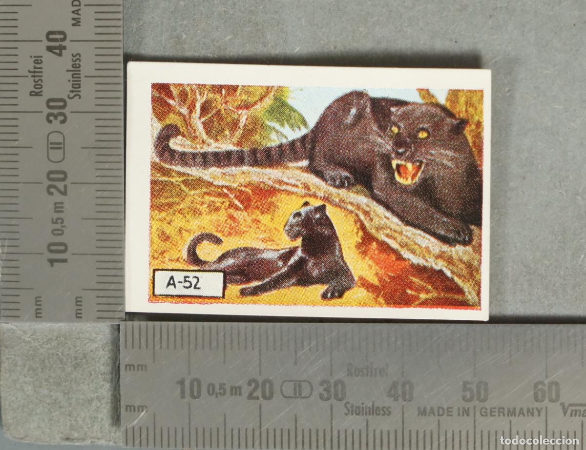 Coleccionismo cromos antiguos: CROMO. Pantera negra - A-52