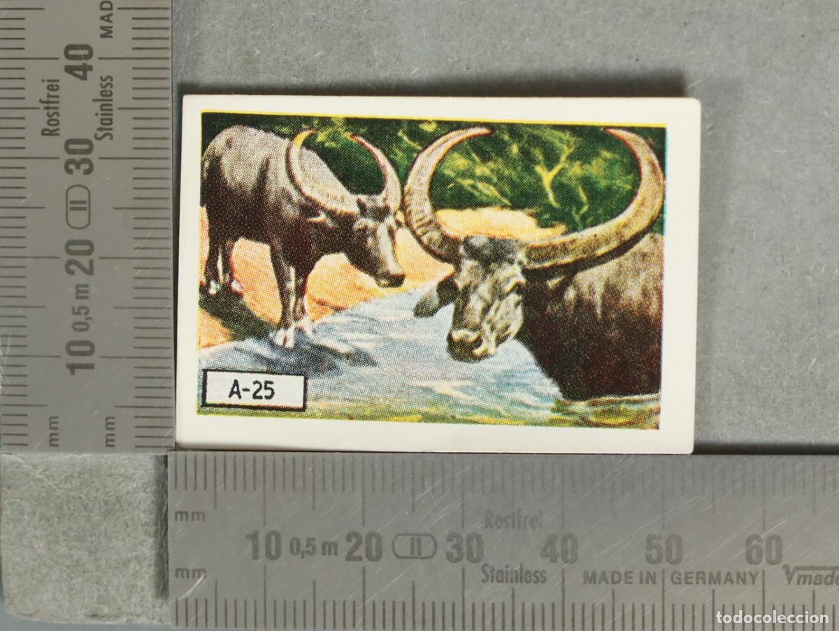 Coleccionismo cromos antiguos: CROMO. B&uacute;falos de agua - A-25