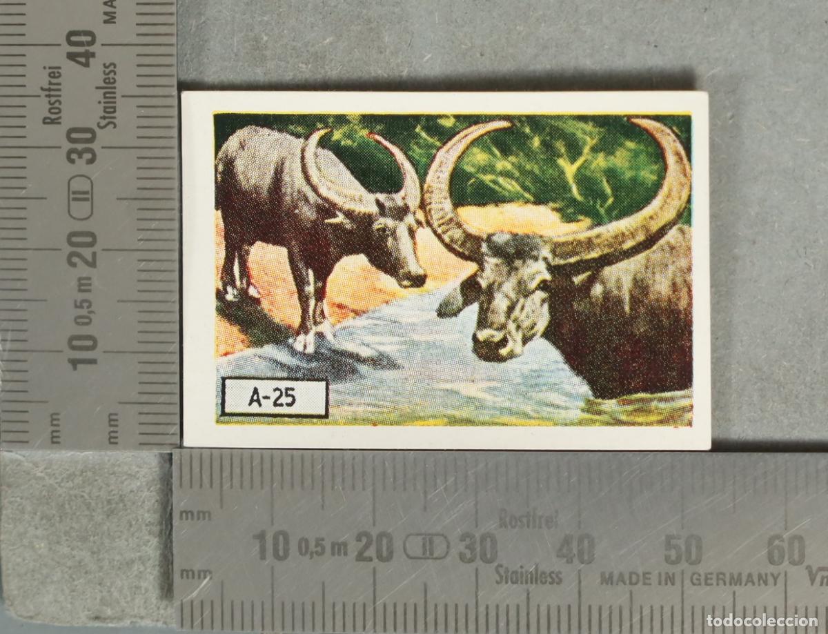 Coleccionismo cromos antiguos: CROMO. B&uacute;falo - A-25