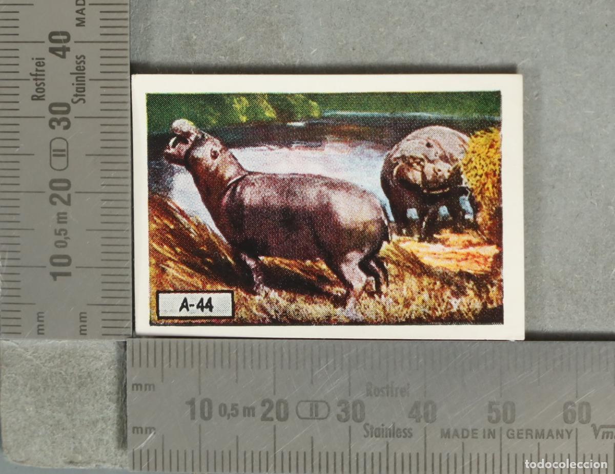 Coleccionismo cromos antiguos: CROMO. HIPOPOTAMOS A-44