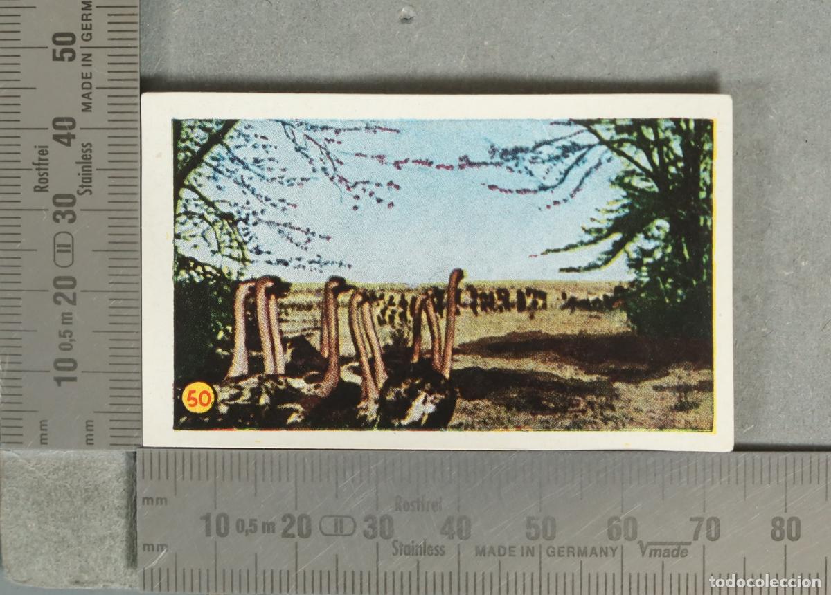 Coleccionismo cromos antiguos: CROMO. Las Minas del Rey Salom&oacute;n 50