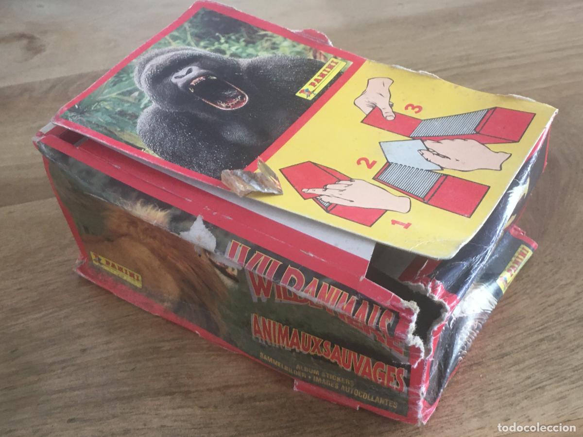 Coleccionismo cromos antiguos: wild animals animales salvajes caja de quiosco con 32 sobres de cromos sin abrir panini