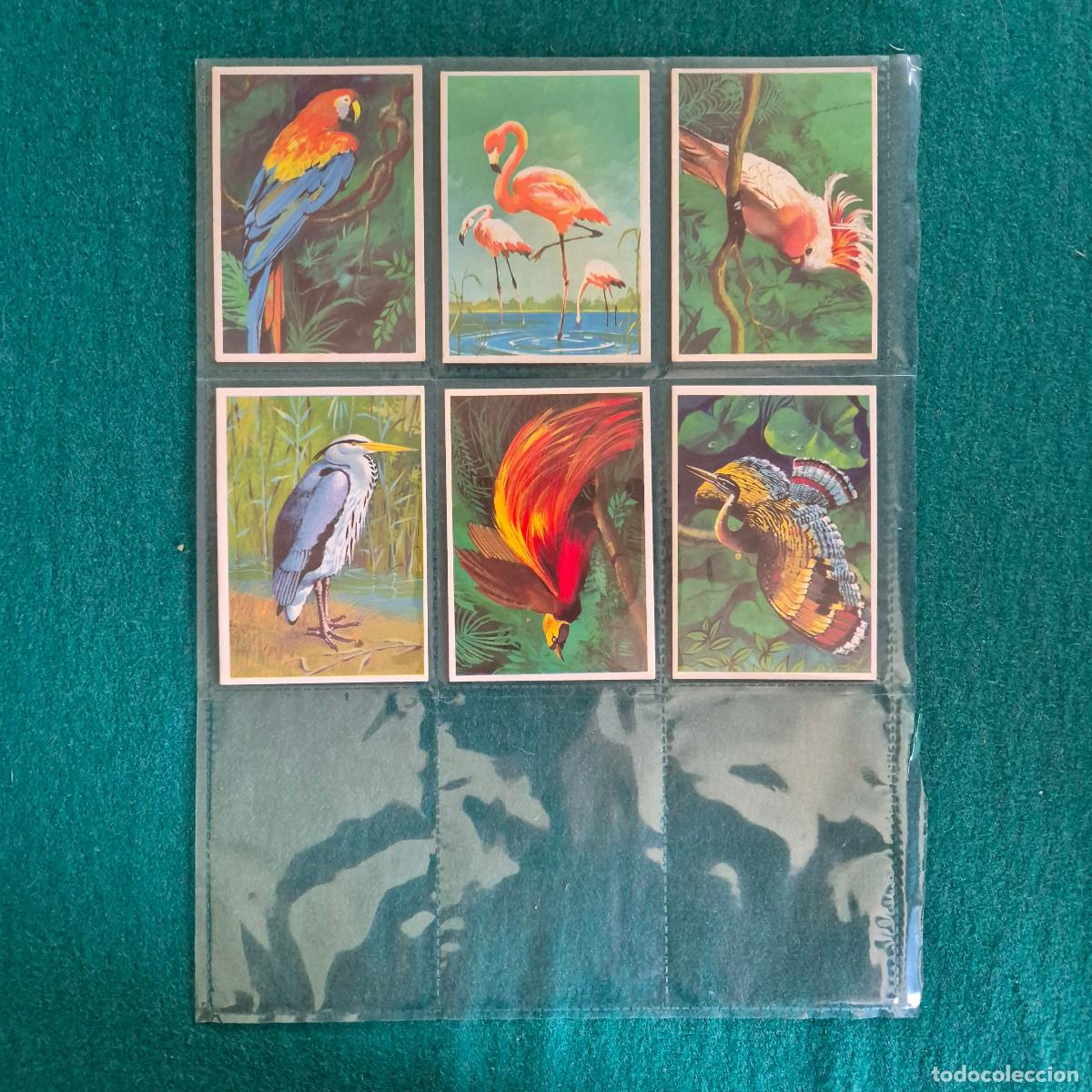 Sammeln alte Sammelbilder: 6 CROMOS LAS AVES DUNKIN SUPERCROMO