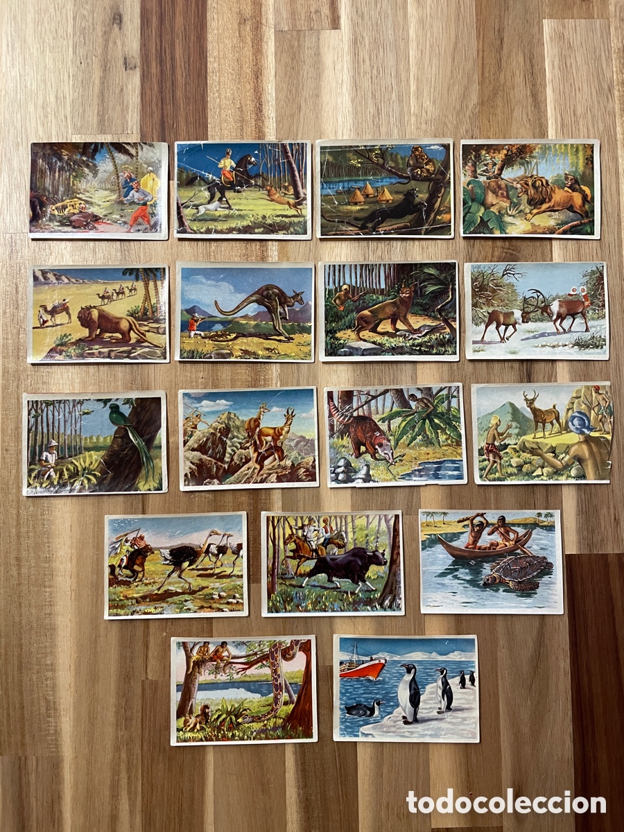 Collectionnisme Cartes &agrave; collectionner anciennes: 17 cromos: La caza en la selva y el mar. Edici&oacute;n triunfo, 1952.