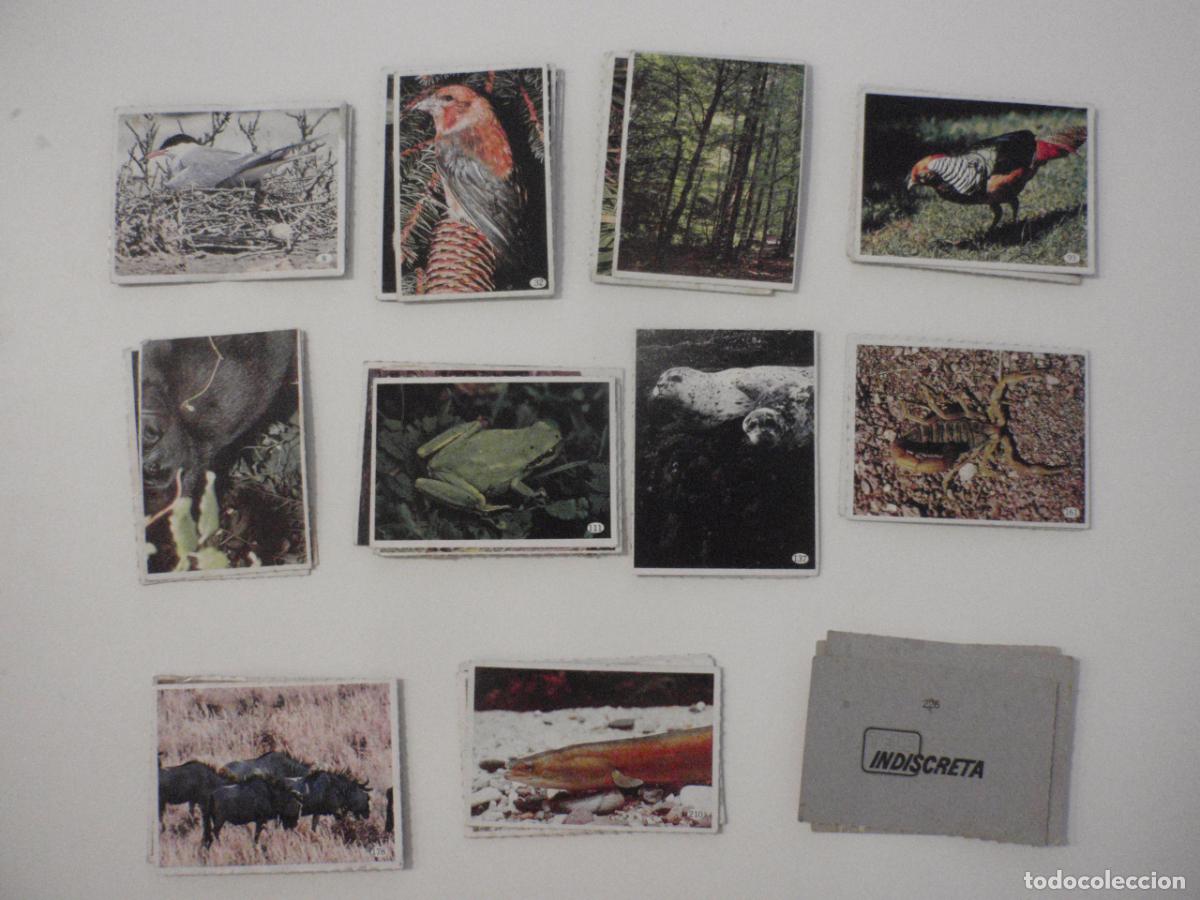 Coleccionismo cromos antiguos: Lote 40 cromos diferentes AL LADO DE LOS ANIMALES de TELEINDISCRETA. A&ntilde;o 1985