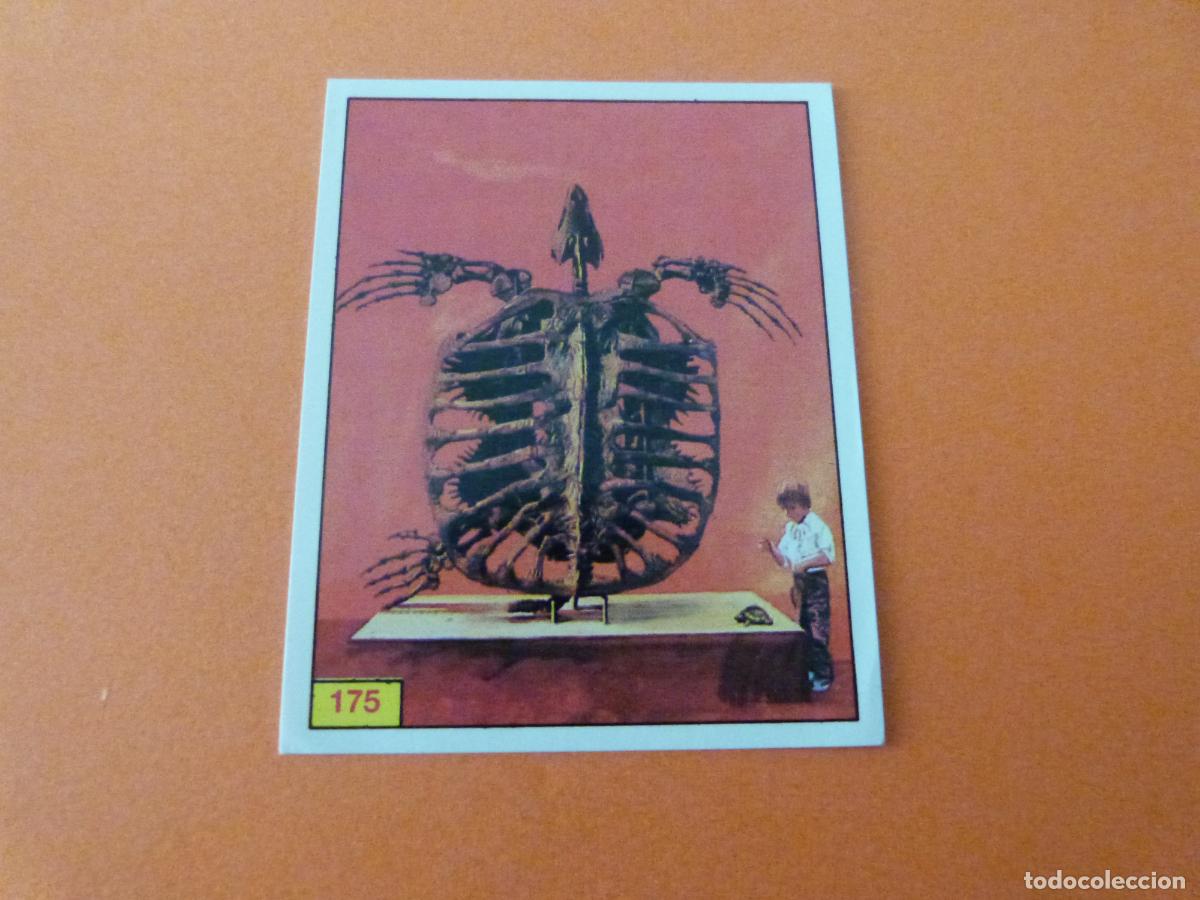 Coleccionismo cromos antiguos: CROMO DINOSAURS SIN PEGAR N&ordm; 175 A&Ntilde;O 1992 ALBUM DINOSAURS PANINI