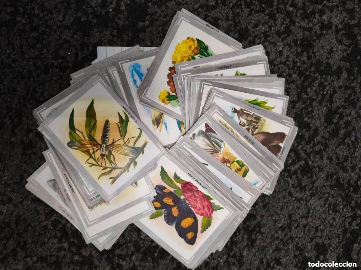 Collectable Antique Stickers: LOTE 10 DE CROMOS VIDA Y COLOR SE MANDAN ALEATORIOS (RECUPERADOS)