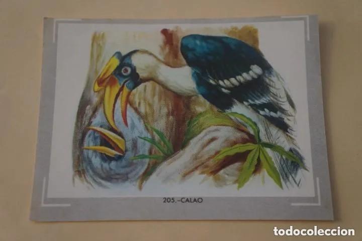 Collectionnisme Cartes &agrave; collectionner anciennes: Cromo n.205 vida y color (1) 1965 - sin pegar