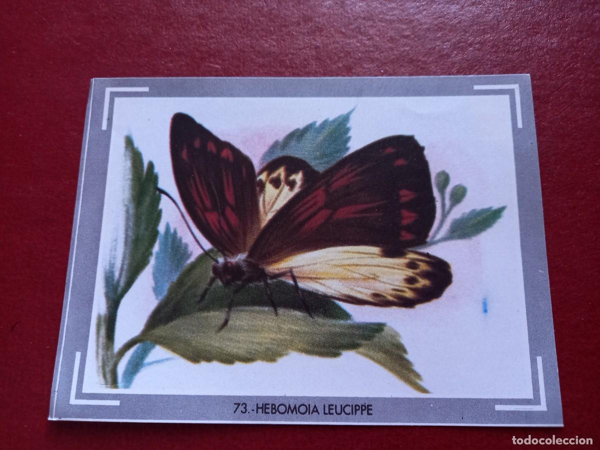 Collezionismo Figurine antiche: Cromo n.73 Vida y color 1965 - sin pegar