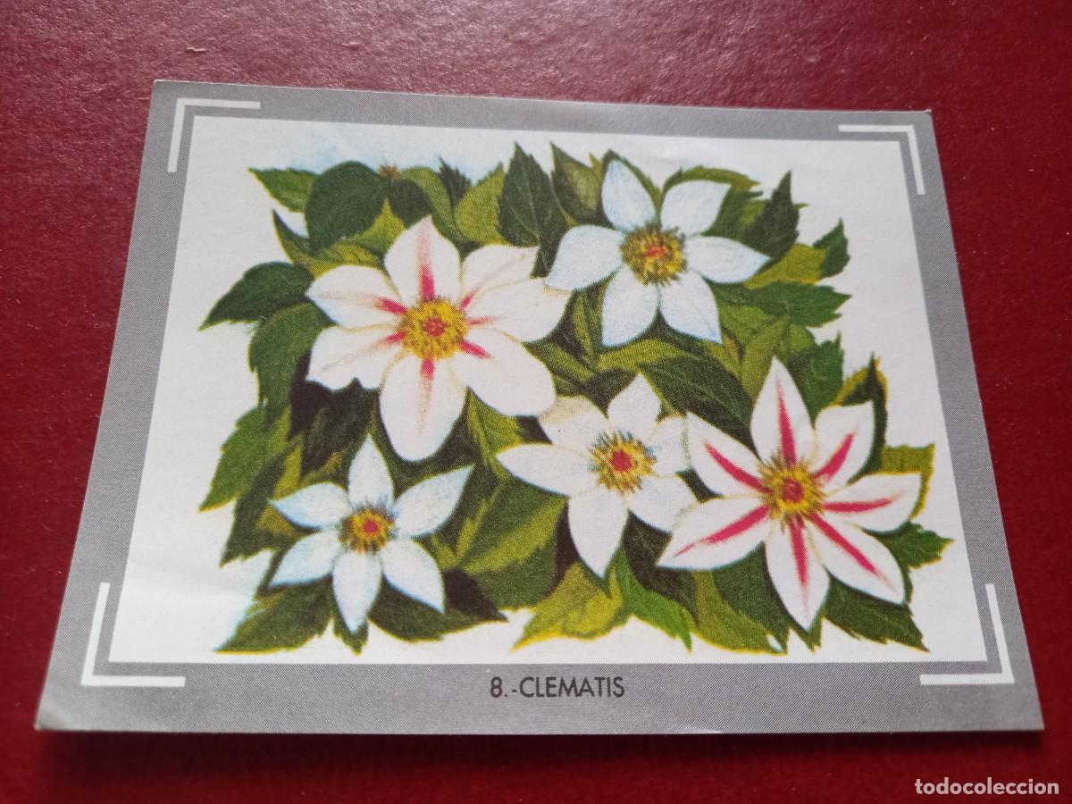 Collectable Antique Stickers: Cromo n.8 vida y color (1) 1965 - sin pegar