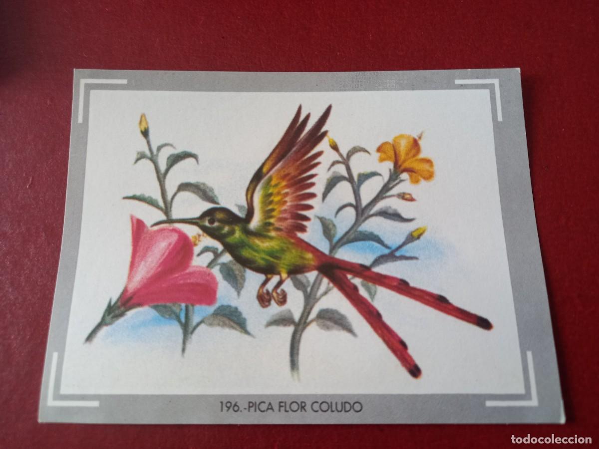 Coleccionismo cromos antiguos: Cromo n.196 vida y color (1) 1965 - sin pegar