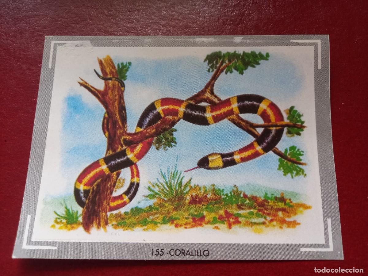Collezionismo Figurine antiche: Cromo n.155 vida y color (1) 1965 - sin pegar