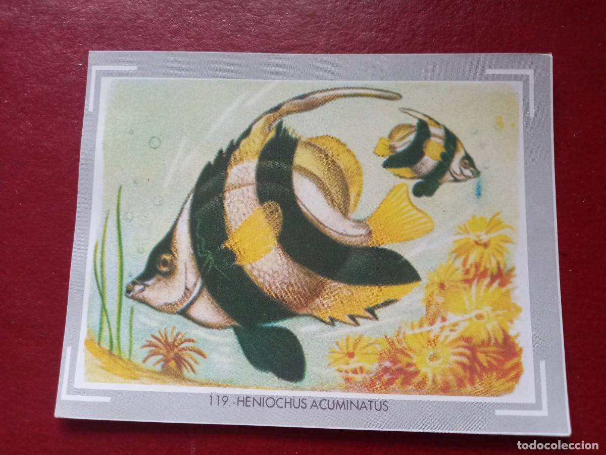 Collectable Antique Stickers: Cromo n.119 vida y color (1) 1965 - sin pegar