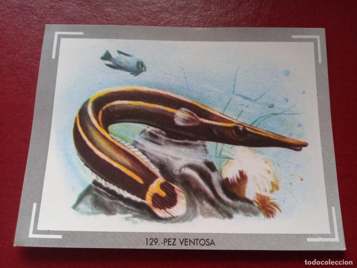 Colecionismo Cromos antigos: Cromo n.129 vida y color (1) 1965 - sin pegar