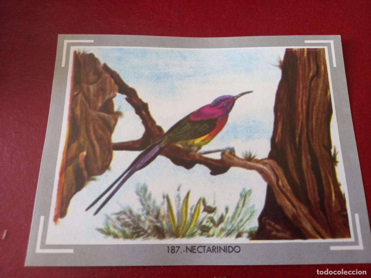 Collectable Antique Stickers: Cromo n.187 vida y color (1) 1965 - sin pegar