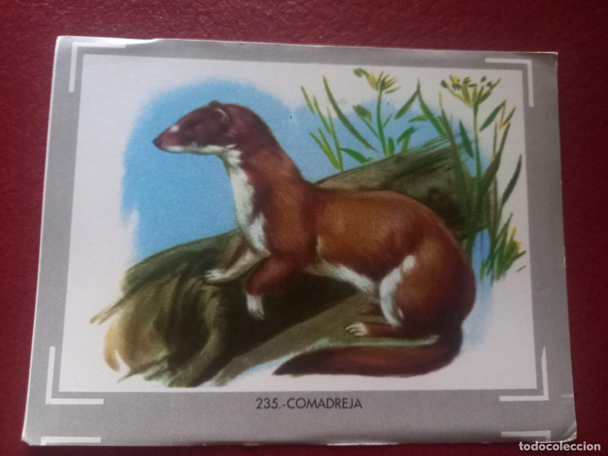 Collezionismo Figurine antiche: Cromo n.235 vida y color (1) 1965 - sin pegar