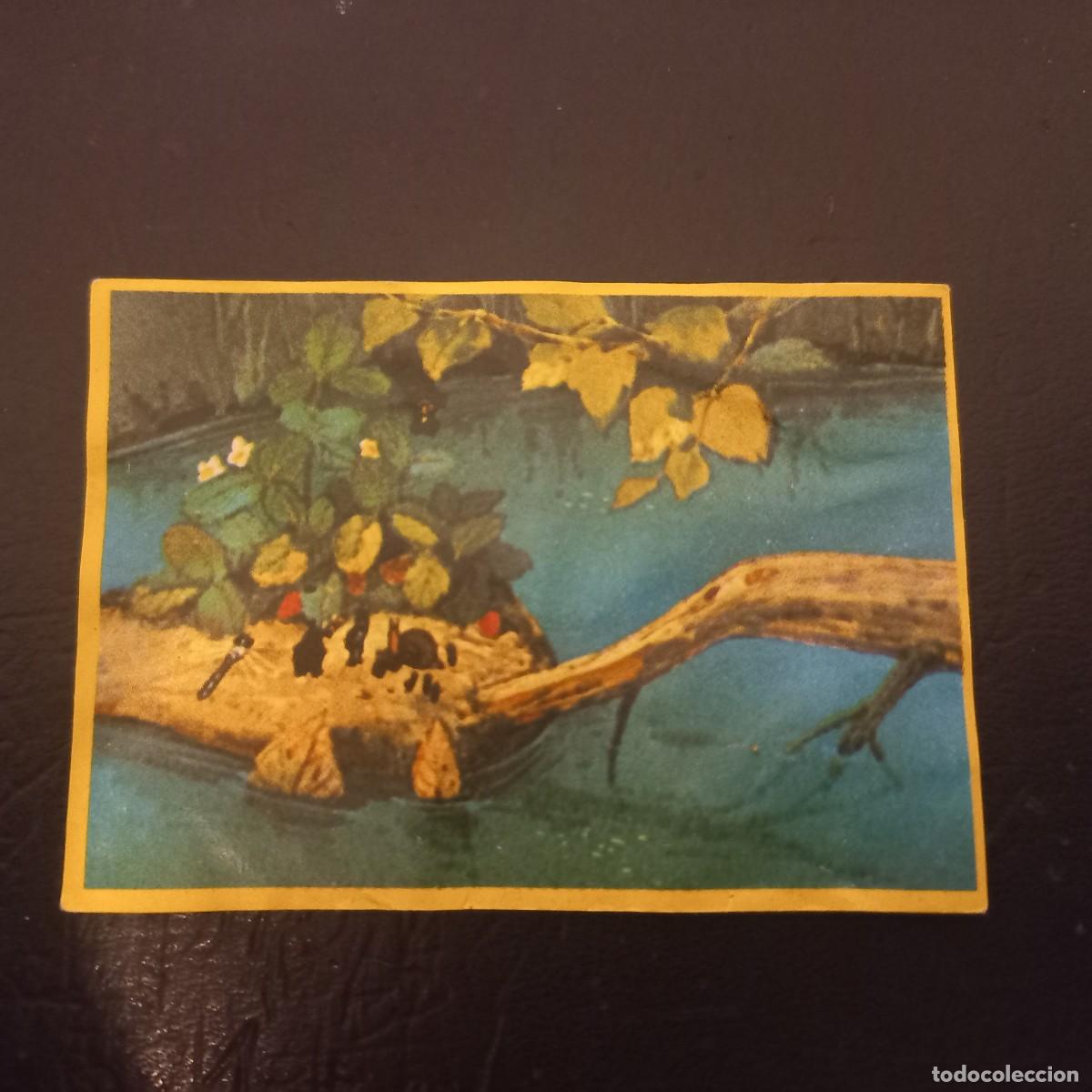 Coleccionismo cromos antiguos: Cromo recuperado ABEJA MAYA n&uacute;mero 87