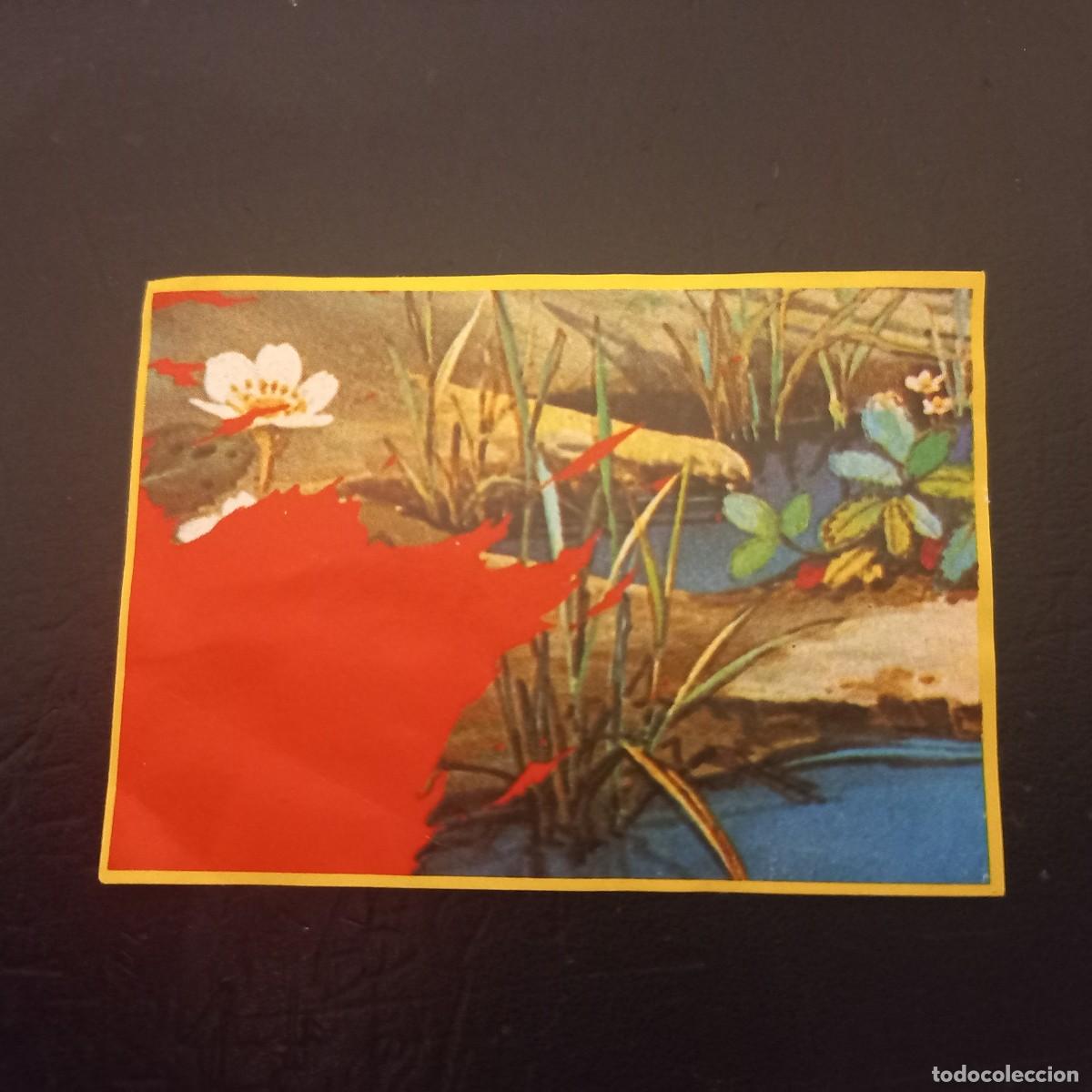 Coleccionismo cromos antiguos: Cromo recuperado ABEJA MAYA n&uacute;mero 90
