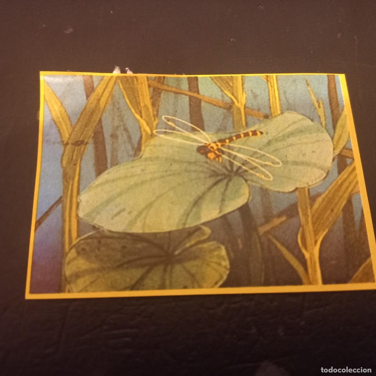 Coleccionismo cromos antiguos: Cromo recuperado ABEJA MAYA n&uacute;mero 50