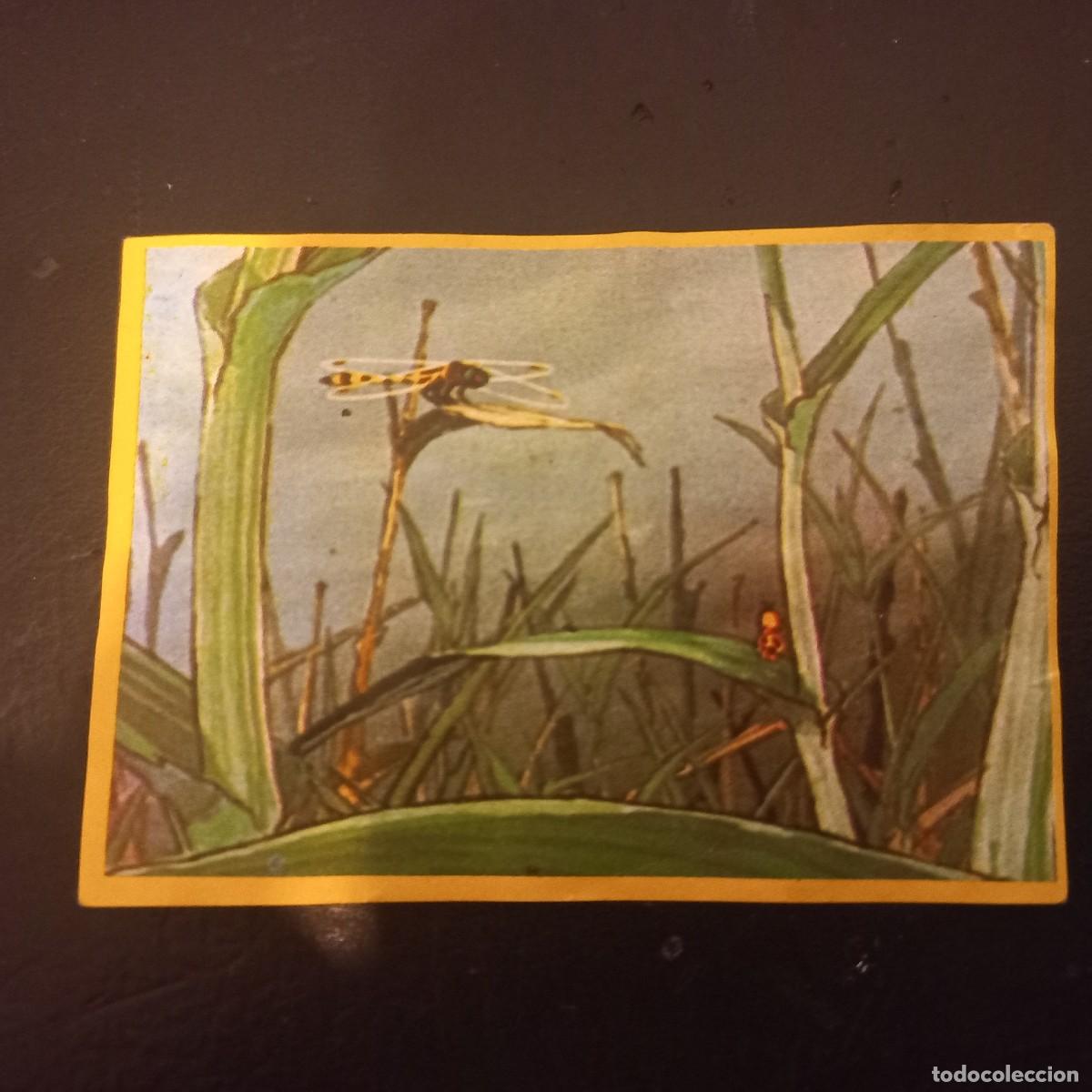 Coleccionismo cromos antiguos: Cromo recuperado ABEJA MAYA n&uacute;mero 24