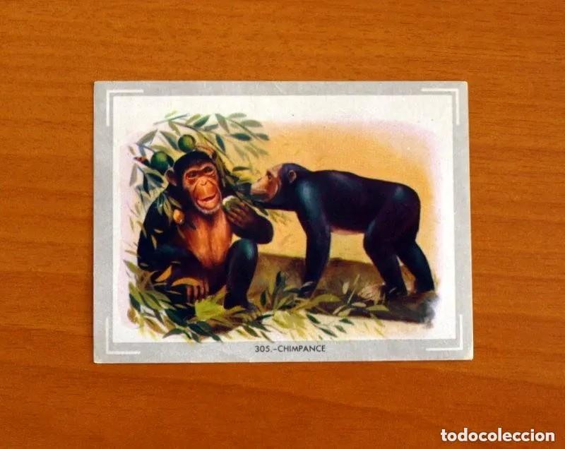 Coleccionismo cromos antiguos: Cromo n.305 vida y color (1) 1965 - sin pegar