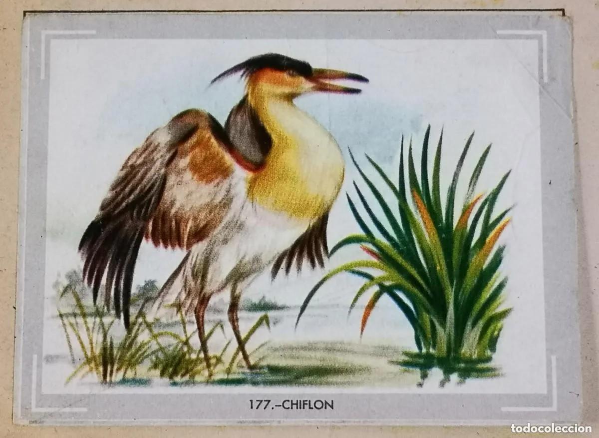 Coleccionismo cromos antiguos: Cromo n.177 vida y color (1) 1965 - sin pegar