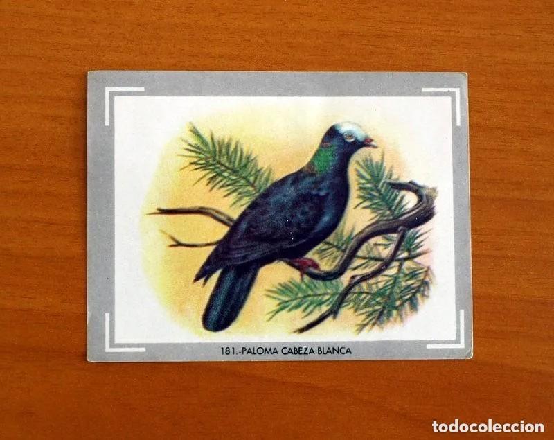 Coleccionismo cromos antiguos: Cromo n.181 vida y color (1) 1965 - sin pegar
