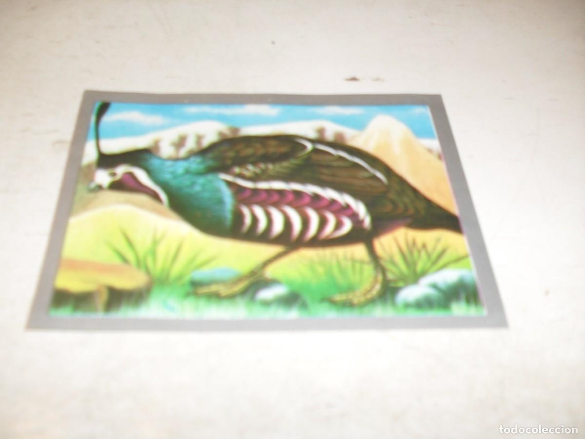 Coleccionismo cromos antiguos: (REF.91),CROMO N&ordm; 96 CODORNIZ DE MONTA&Ntilde;A,.DEL ALBUM MAGA ANIMALES Y MINERALES,MAGA,1970