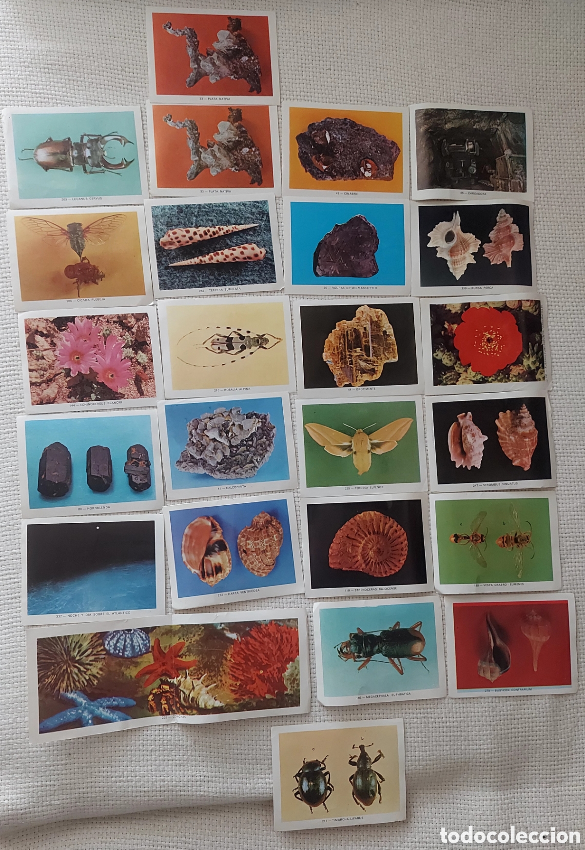 Coleccionismo cromos antiguos: Lote Excelente 25 Cromos vida y color(1965)