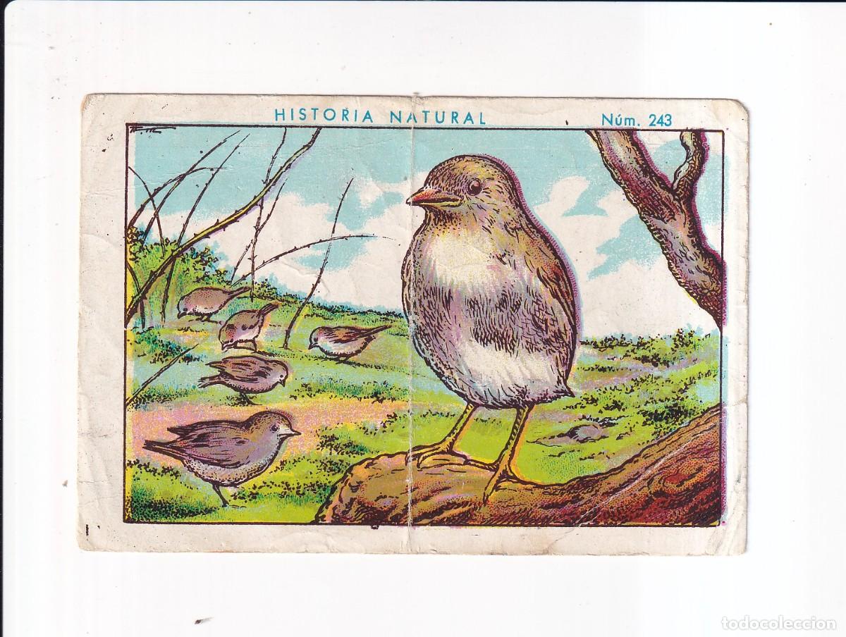 Coleccionismo cromos antiguos: HISTORIA NATURAL : NUMERO 243 .- CHOCOLATE JUNCOSA