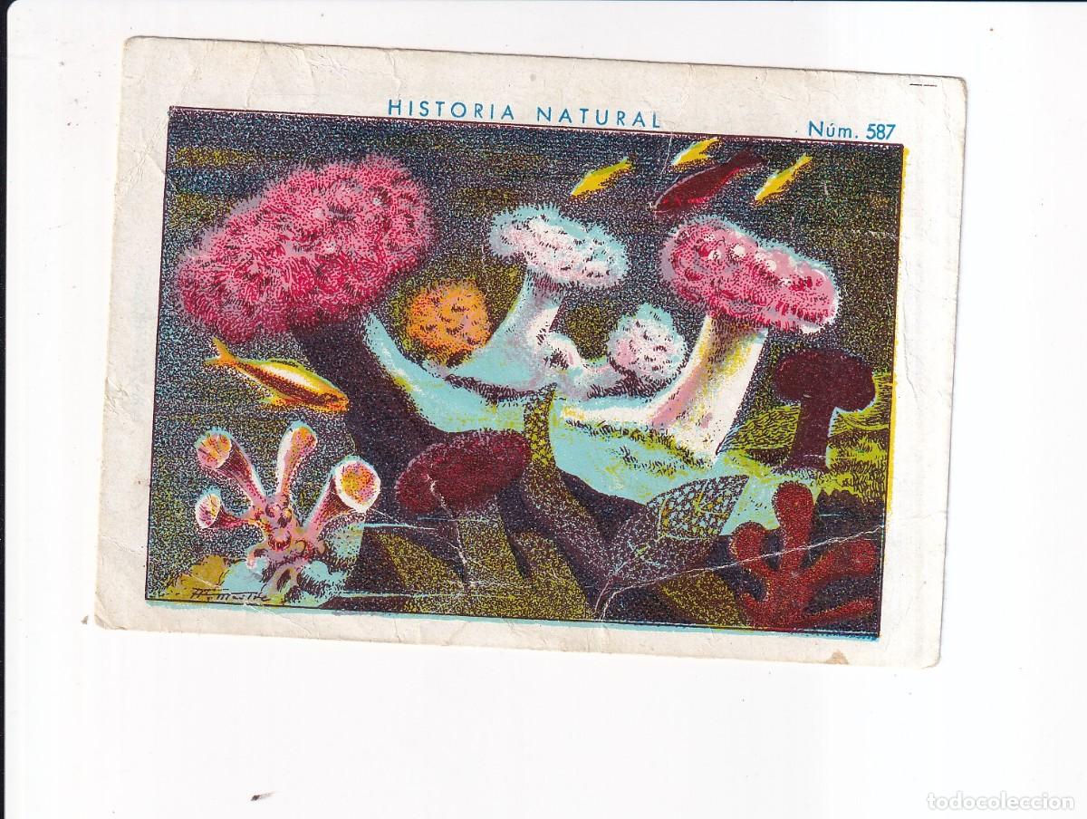 Coleccionismo cromos antiguos: HISTORIA NATURAL : NUMERO 587 .- CHOCOLATE JUNCOSA