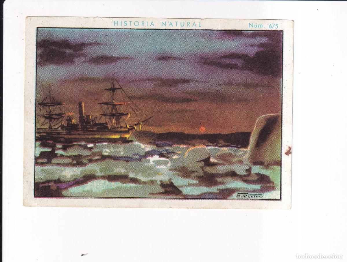 Collectable Antique Stickers: HISTORIA NATURAL : NUMERO 675 .- CHOCOLATE JUNCOSA