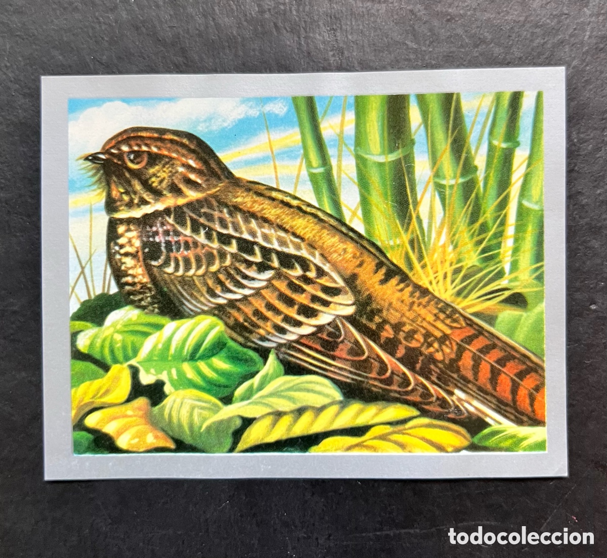 Collectable Antique Stickers: ANIMALES Y MINERALES. ED. MAGA 1970. CROMO N&ordm; 72