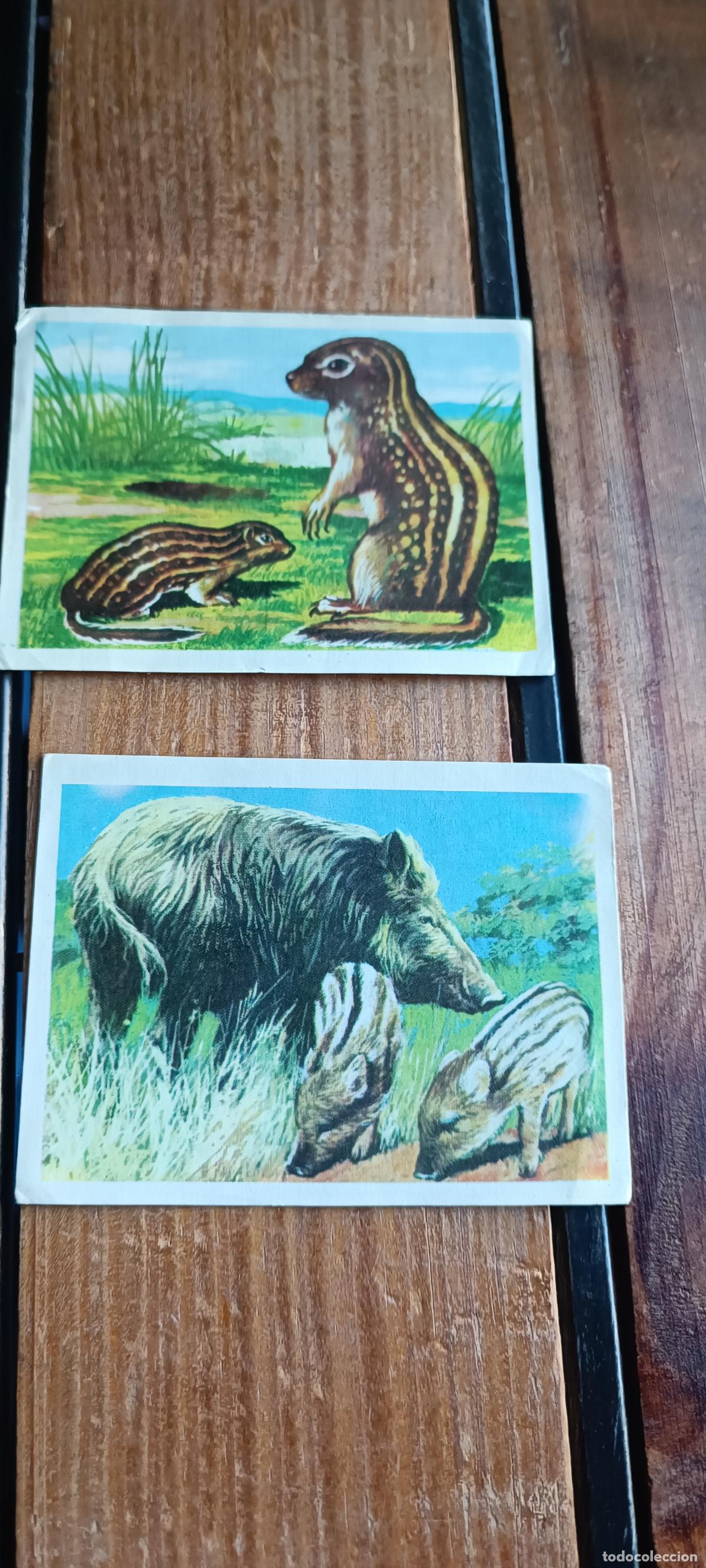Coleccionismo cromos antiguos: 2 CROMOS LOS ANIMALES Y SUS CRIAS N&ordm; 76 Y 81 SIN PEGAR