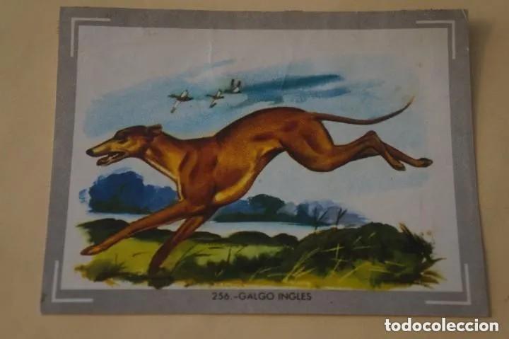 Coleccionismo cromos antiguos: Cromo n.256 vida y color (1) 1965 - sin pegar