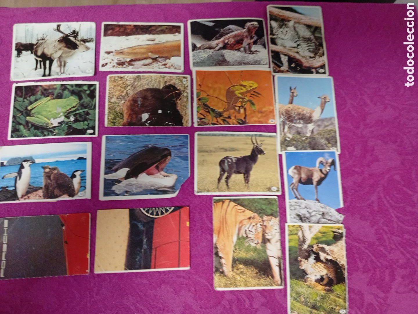 Coleccionismo cromos antiguos: Lote variado tele indiscreta a&ntilde;os 80